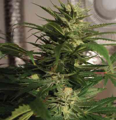 Skunkage > T.H. Seeds | Regular Marijuana   |  Hybrid